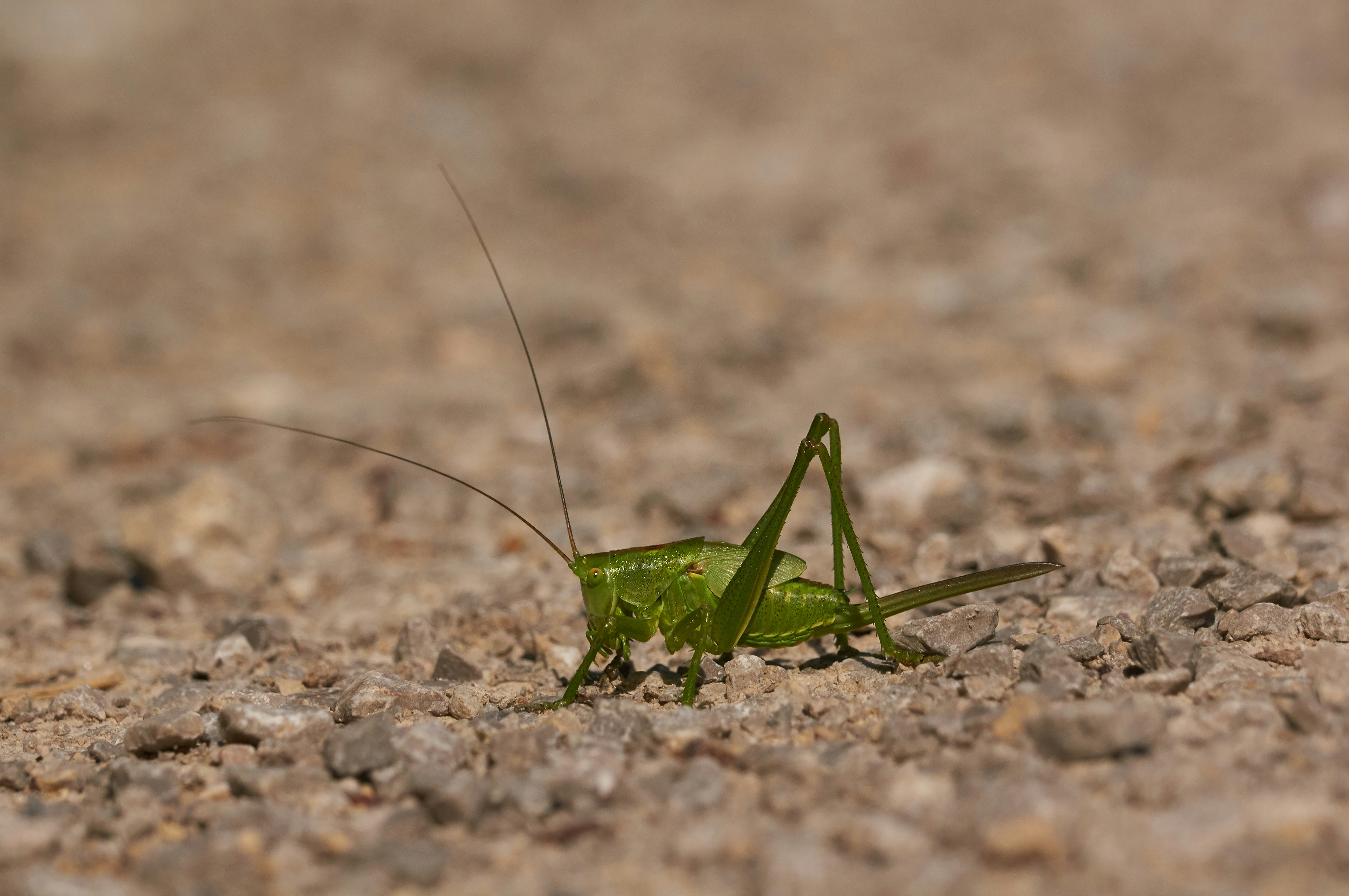 green grasshopper on brown sand during daytime